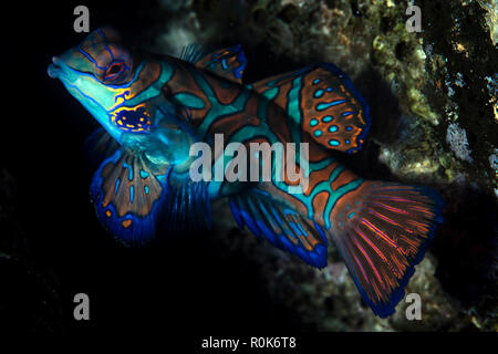 Bunte mandarinfish (Synchiropus spledidus). Stockfoto