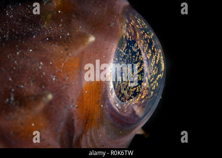 Detail aus dem Auge eines orbicular porcupinefish. Stockfoto