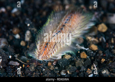 Ein Brand Wurm kriecht über den Meeresboden von Lembeh Strait, Indonesien. Stockfoto