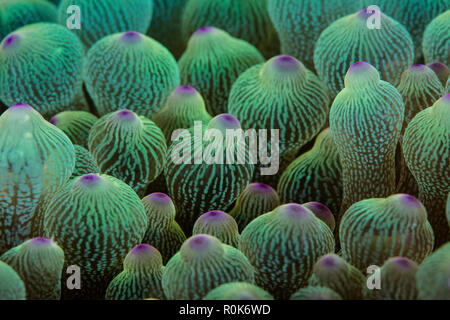 Abstract der Tentakeln auf einem Bulbed - Anemone in Lembeh Strait, Indonesien. Stockfoto