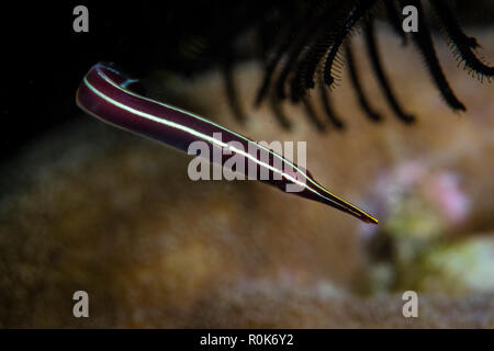 Ein seeigel clingfish schwebt in der Nähe von einem schützenden Haarstern. Stockfoto