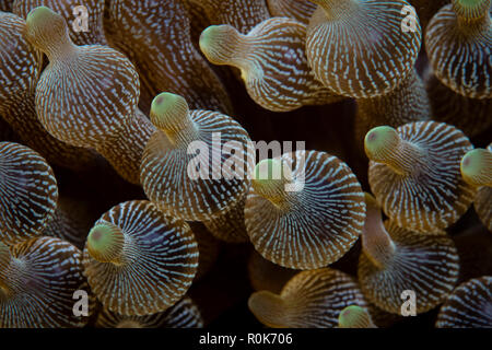 Detail der bunten Tentakel auf eine Entacmaea quadricolor bulbed Anemone. Stockfoto