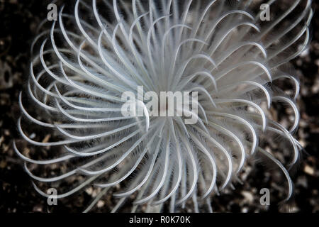 Eine schöne, weiße Staubwedel Wurm. Stockfoto