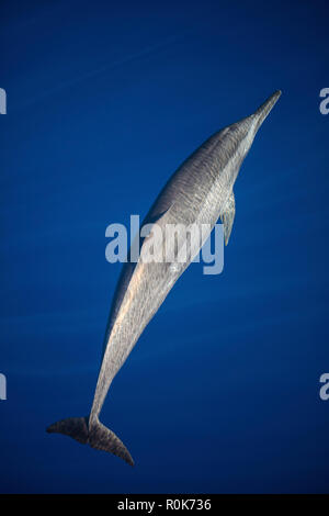 Ein Spinner Dolphin gleitet elegant durch die klaren, blauen Wasser. Stockfoto