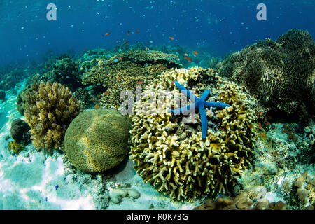 Eine blaue Seesterne, Linkia laevigata, klammert sich an einem schönen Korallenriff. Stockfoto