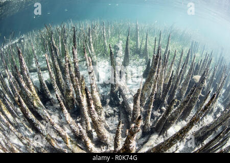 Spezialisierte Mangrovenwurzeln, namens pneumatophores, steigen aus dem flachen Meeresboden. Stockfoto