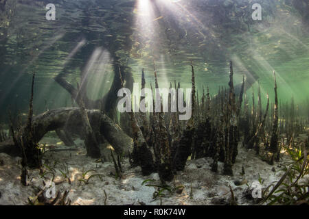 Spezialisierte Mangrovenwurzeln, namens pneumatophores, steigen aus dem flachen Meeresboden. Stockfoto