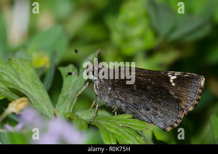 Gemeinsame Roadside-Skipper, Amblyscirtes vialis Stockfoto