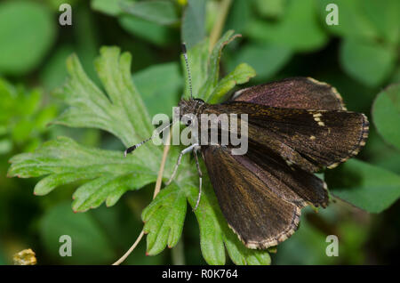 Gemeinsame Roadside-Skipper, Amblyscirtes vialis Stockfoto