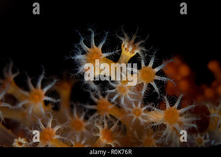Detail Weichkorallen Polypen wachsen auf einem Korallenriff. Stockfoto