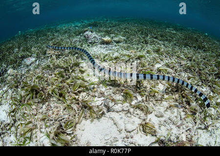 Eine große gebänderte Seeschlange schwimmt über einen schönen Seegras Wiese. Stockfoto