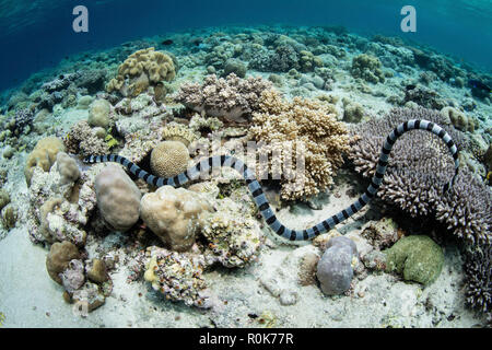 Eine große gebänderte Seeschlange schwimmt über einen schönen Riff in Wakatobi National Park. Stockfoto