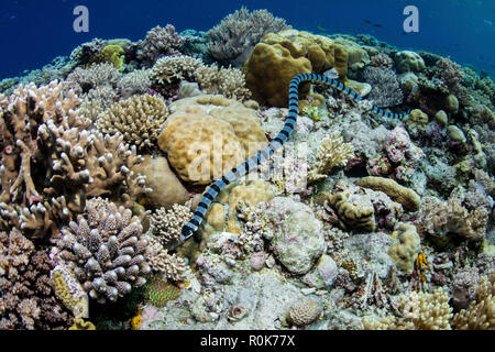 Eine große gebänderte Seeschlange schwimmt über einen schönen Riff in Wakatobi National Park. Stockfoto