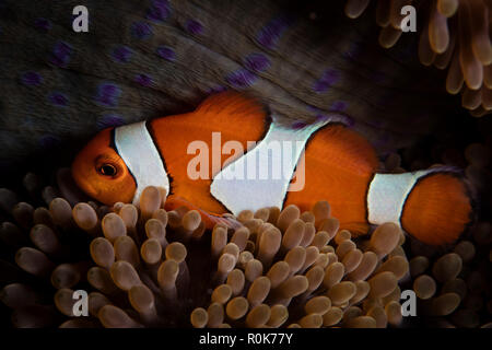 Ein Amphiprion ocellaris Clownfisch kuschelt in die fangarme seines Wirtes Anemone. Stockfoto