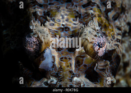 Detail der Augen eines großen Krokodilfische liegen auf einem Riff. Stockfoto