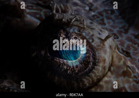 Detail des Auges eines großen krokodilfische. Stockfoto
