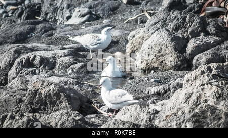 Die schwarze-billed Gull, auch bekannt als Buller Gulls, oder tarapuka ist eine Pflanzenart aus der Gattung der Möwe in der Familie Laridae. Es ist nur in Neuseeland gefunden. Stockfoto