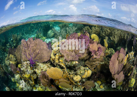 Einem Blick auf ein Korallenriff entlang der Kante der turneffe Atoll. Stockfoto
