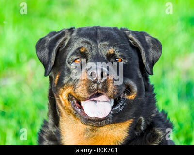 Rottweiler Hund Portrait Stockfoto