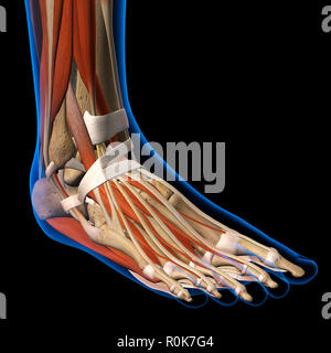 Dorsalansicht der Frau Fuß x-ray. Stockfoto