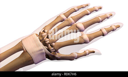 Knochen der menschlichen Hand mit Etiketten. Stockfoto