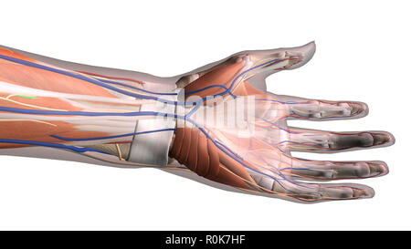 Hand Anatomie, ventrale Ansicht auf weißem Hintergrund. Stockfoto