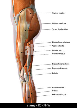 Weibliche Beinmuskeln, Seitenansicht, mit Etiketten. Stockfoto