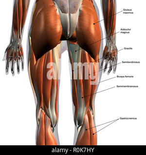 Rückansicht der Beinmuskulatur auf weißem Hintergrund, mit Etiketten. Stockfoto