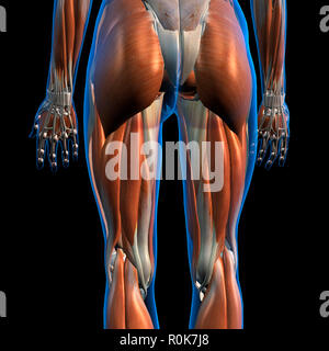 Seitliche und hintere Ansicht der weiblichen Hüft- und Beinmuskulatur. Stockfoto