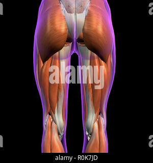 Hintere Ansicht der weiblichen Hüft- und Beinmuskulatur auf schwarzem Hintergrund. Stockfoto