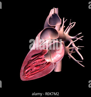 Seitlichen schnitt Ansicht von der menschlichen Herzen auf schwarzem Hintergrund. Stockfoto