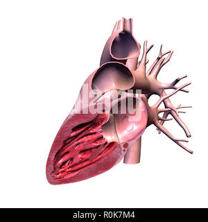 Das menschliche Herz, seitlichen Schnitt. Stockfoto