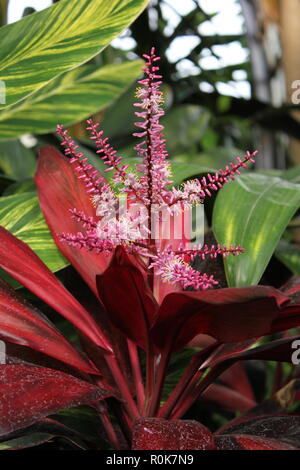 Tricolor Hawaiian Ti Pflanze, Cordyline Fruticosa, für das Decken und Kleidung verwendet. Stockfoto