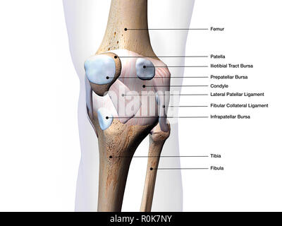 Kniegelenk Knochen und Bindegewebe mit Etiketten. Stockfoto