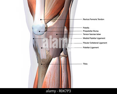 Kniegelenk zeigt Muskeln und Bänder mit Etiketten. Stockfoto