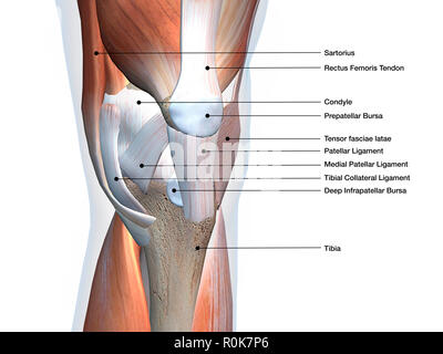 Kniegelenk zeigt Muskeln und Bänder mit Etiketten. Stockfoto