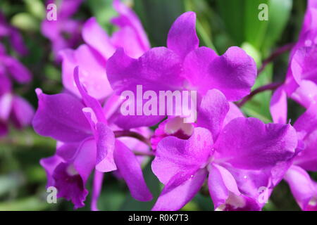 Makellose, schöne, atemberaubende kultivierte Cattleya porcia Orchideenblüte, die im Blumengarten wächst. Stockfoto