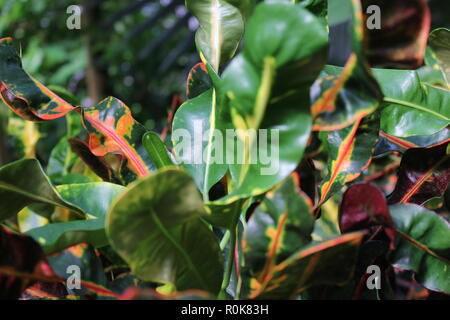 Codiaeum variegatum, Garten Croton, variegated Croton, Croton variegatum L., schön, Atemberaubende Pflanzen wachsen auf der sonnigen Wiese. Stockfoto