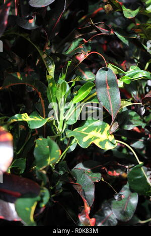 Codiaeum variegatum, Garten Croton, variegated Croton, Croton variegatum L., schön, Atemberaubende Pflanzen wachsen auf der sonnigen Wiese. Stockfoto