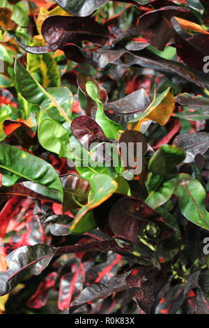 Codiaeum variegatum, Garten Croton, variegated Croton, Croton variegatum L., schön, Atemberaubende Pflanzen wachsen auf der sonnigen Wiese. Stockfoto