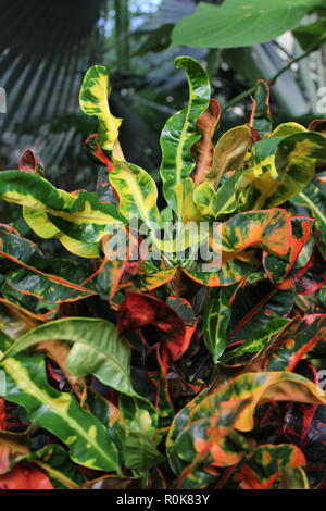 Codiaeum variegatum, Garten Croton, variegated Croton, Croton variegatum L., schön, Atemberaubende Pflanzen wachsen auf der sonnigen Wiese. Stockfoto