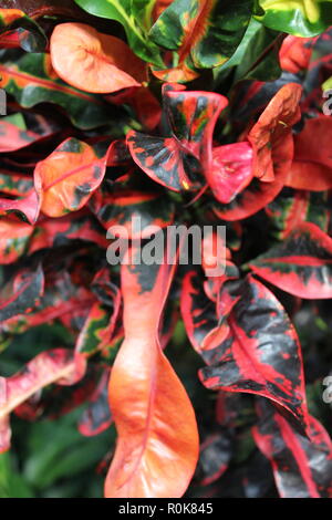 Codiaeum variegatum, Garten Croton, variegated Croton, Croton variegatum L., schön, Atemberaubende Pflanzen wachsen auf der sonnigen Wiese. Stockfoto