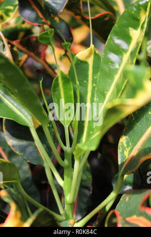 Codiaeum variegatum, Garten Croton, variegated Croton, Croton variegatum L., schön, Atemberaubende Pflanzen wachsen auf der sonnigen Wiese. Stockfoto