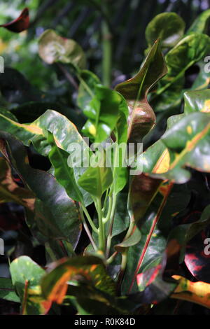 Codiaeum variegatum, Garten Croton, variegated Croton, Croton variegatum L., schön, Atemberaubende Pflanzen wachsen auf der sonnigen Wiese. Stockfoto