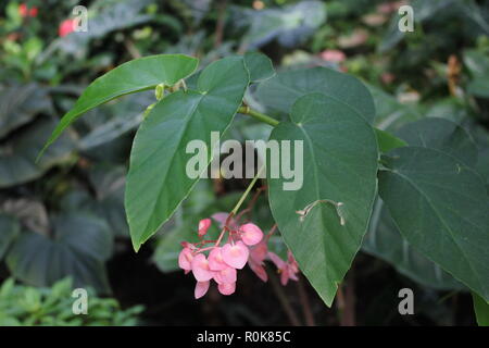 Cane Begonia, Begonia cultivar, Flower ist eine makellose, schöne, atemberaubende Kulturpflanzen, die im Blumengarten wachsen. Stockfoto
