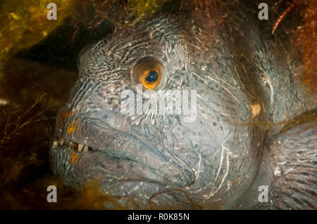 , Wolffish Ilorput, Grönland. Stockfoto