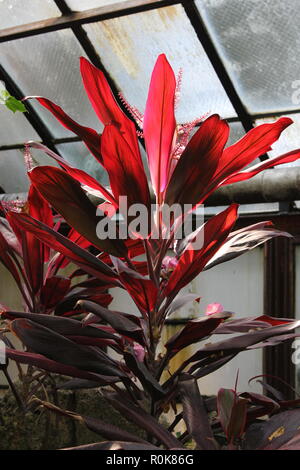 Tricolor Hawaiian Ti Pflanze, Cordyline Fruticosa, für das Decken und Kleidung verwendet. Stockfoto