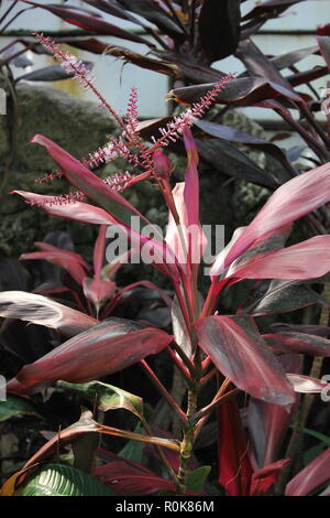 Tricolor Hawaiian Ti Pflanze, Cordyline Fruticosa, für das Decken und Kleidung verwendet. Stockfoto