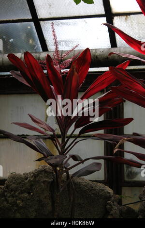 Tricolor Hawaiian Ti Pflanze, Cordyline Fruticosa, für das Decken und Kleidung verwendet. Stockfoto