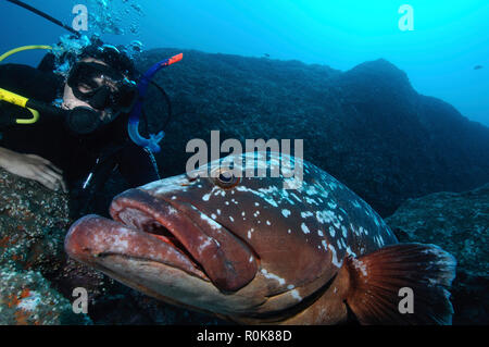 Taucher und dusky Grouper, Garajau, Madeira, Portugal. Stockfoto